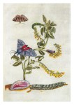 Merian Maria Sibylla; Gelb blühender Steinklee