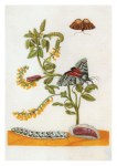 Merian Maria Sibylla; Gelber Steinklee mit brauner Tageule , vor 1683