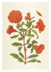 Merian Maria Sibylla; Ein Stengel mit Granaten-Blüten
