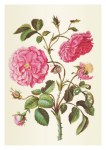 Merian Maria Sibylla; Ein Stengel holländischer Rosen