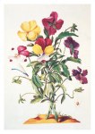 Merian Maria Sibylla; Pansies or Dreifaltigkeits-Blümlein