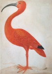 Merian Maria Sibylla; 'Surinaamscher Flammingo' - Roter Ibis mit einem Ei , 1699-1700