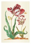Merian Maria Sibylla; Die grosse Tulpe Diana und die kleine Witwe