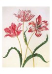 Merian Maria Sibylla; Drei Tulpen , vor 1679