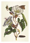 Merian Maria Sibylla; Grosse weiße Windigblume