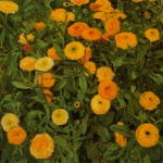 Moser Koloman - genannt Kolo Moser; Ringelblumen