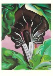 O'Keeffe Georgia; Jack-in-the-Pulpit No. II , 1930