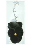 O'Keeffe Georgia; Stiefmütterchen, 1926