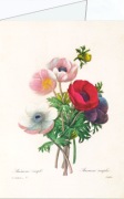Redouté Pierre-Joseph; Anemone simplex , 1835