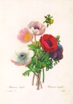 Redouté Pierre-Joseph; Anemone simplex , 1835