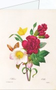 Redouté Pierre-Joseph; Christrose - Nelke , 1835