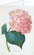 Redouté Pierre-Joseph; Hortensia , ca. 1827-33
