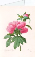 Redouté Pierre-Joseph; Pfingstrose / Päonie , 1835
