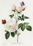 Redouté Pierre-Joseph; Rosa Bengale Thé hymenée , 1817