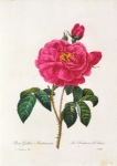 Redouté Pierre-Joseph; Rosa Gallica Aurelianensis , 1835