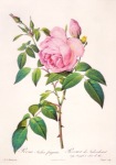 Redouté Pierre-Joseph; Rosa Indica fragrans , 1817