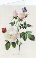 Redouté Pierre-Joseph; Rosa Bengale Thé hymenée , 1817
