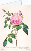 Redouté Pierre-Joseph; Rosa Indica fragrans , 1817