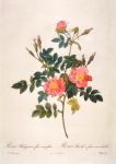 Redouté Pierre-Joseph; Rosa Rubiginosa flore semipleno , 1817