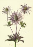 Robert Nicolas; Alpen - Donardistel (Eryngium Ametystinum)