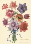 Robert Nicolas; Anemonenstrauß