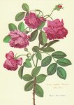 Robert Nicolas; Centifolia-Rose