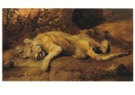Snyders Frans; Liegende Löwin