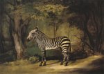 Stubbs George; Zebra , 1763