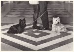 Thomann Peter; Zwei Hunde