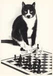Thomann Peter; Eine Katze und Schachspiel