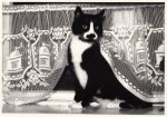 Thomann Peter; Eine Katze unter Gardine