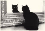 Thomann Peter; Schwarze Katze vom Spiegel