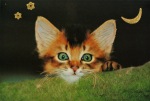 Trappl Eva; Katze auf Moos