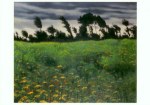 Vallotton Felix; Blühendes Feld , 1912