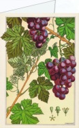 Verneuil Maurice Pillard; Die Weinrebe , 1896