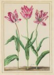 Walter d.Ä. Johann; Drei Tulpen , 1661