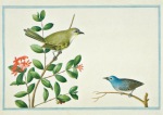Bevere Pieter Cornelius de; Sri Lankan Bush Warble , 1754-57