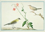 Bevere Pieter Cornelius de; Yellow Wagtail , 1754-57